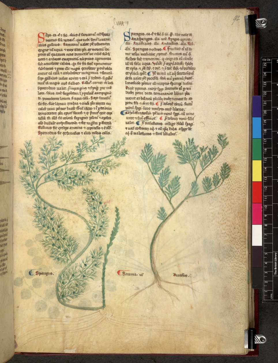 Egerton 747 Tractatus de herbis (ziołowy) c.1280-1310 (tusz i kolor na welinie) autorstwa School Italian