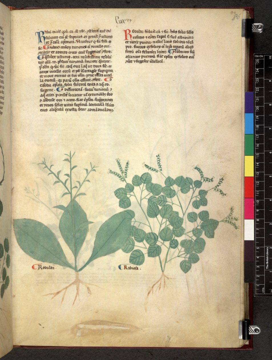 Egerton 747 Tractatus de herbis (ziołowy) c.1280-1310 (tusz i kolor na welinie) autorstwa School Italian