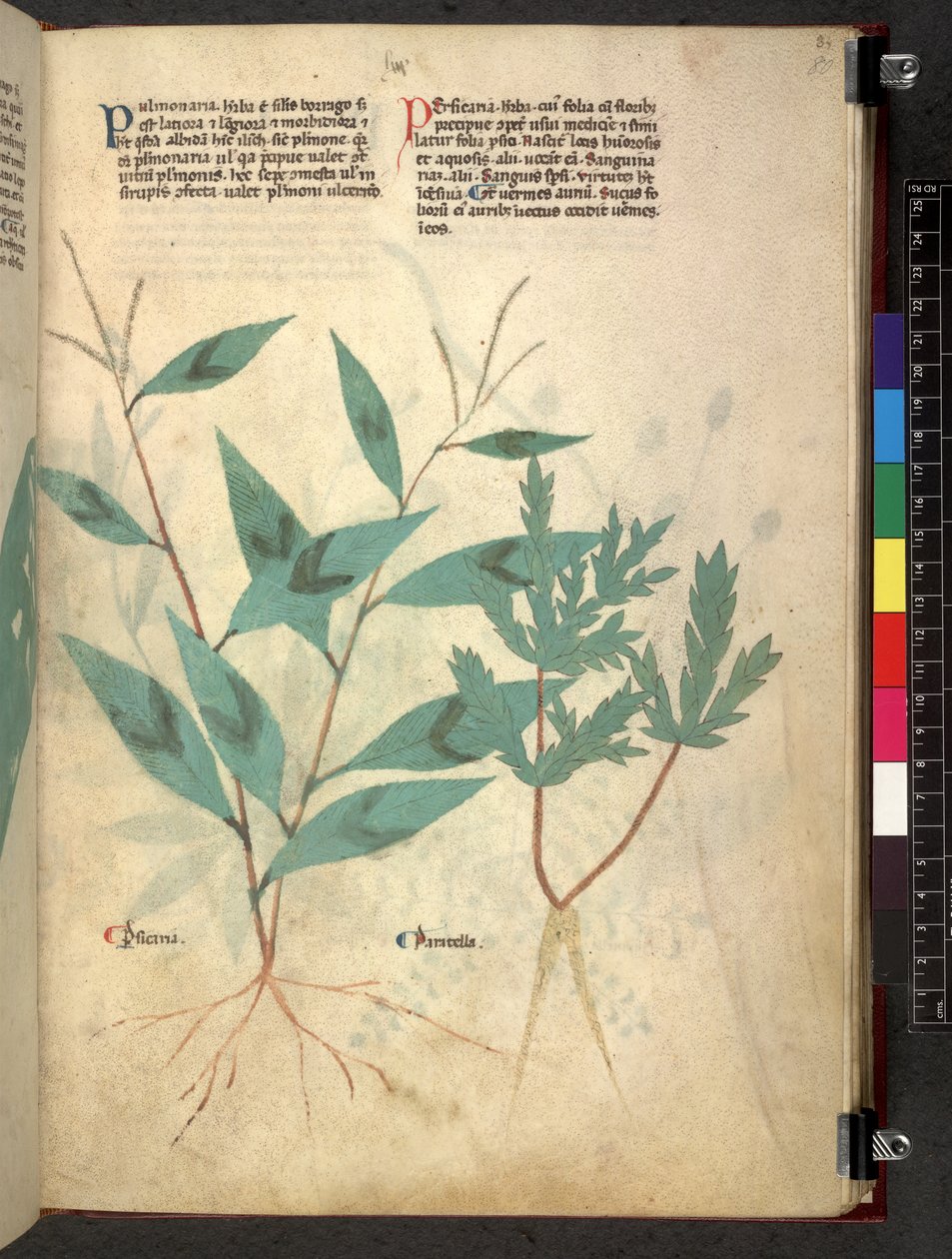 Egerton 747 Tractatus de herbis (ziołowy) c.1280-1310 (tusz i kolor na welinie) autorstwa School Italian