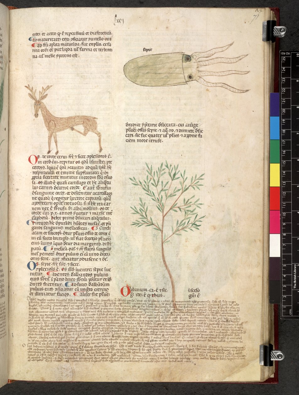 Egerton 747 Tractatus de herbis (ziołowy) c.1280-1310 (tusz i kolor na welinie) autorstwa School Italian