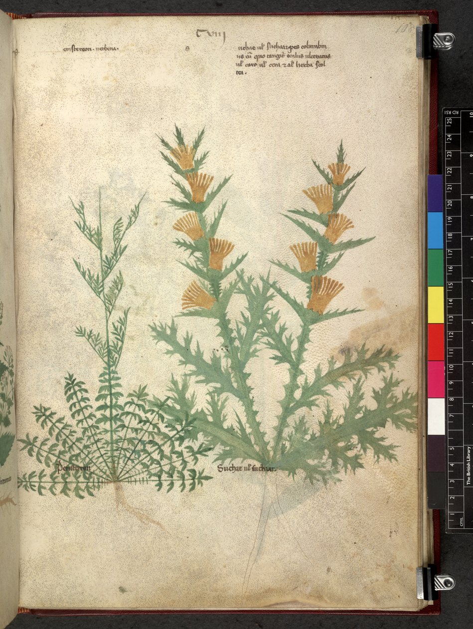 Egerton 747 Tractatus de herbis (ziołowy) c.1280-1310 (tusz i kolor na welinie) autorstwa School Italian