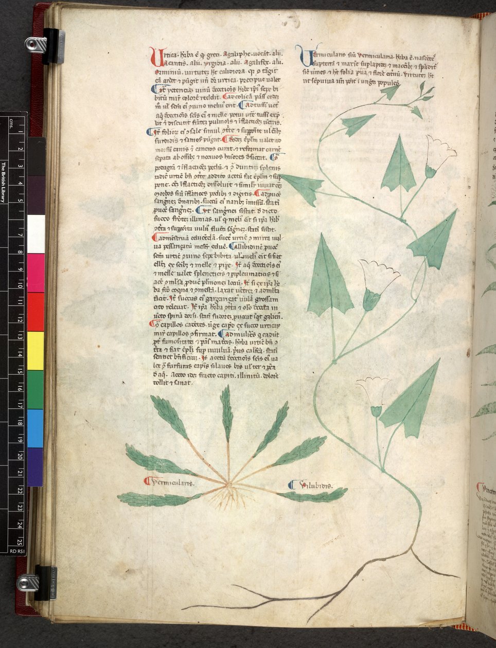 Egerton 747 Tractatus de herbis (ziołowy) c.1280-1310 (tusz i kolor na welinie) autorstwa School Italian