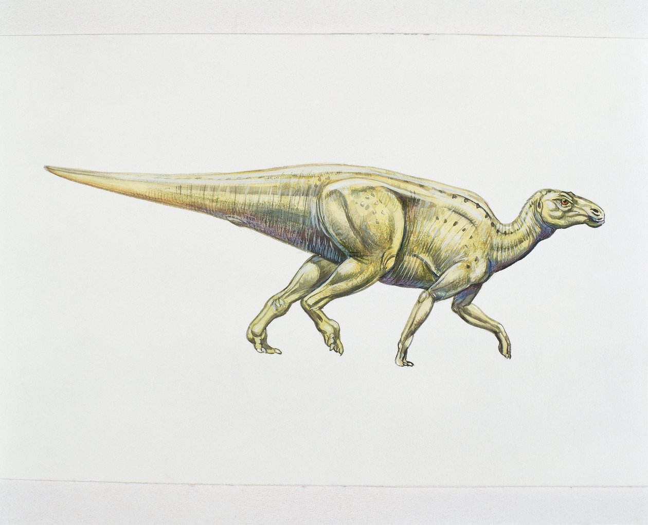Hadrozaur lub dinozaur kaczodzioby (kolor lito) autorstwa School Italian