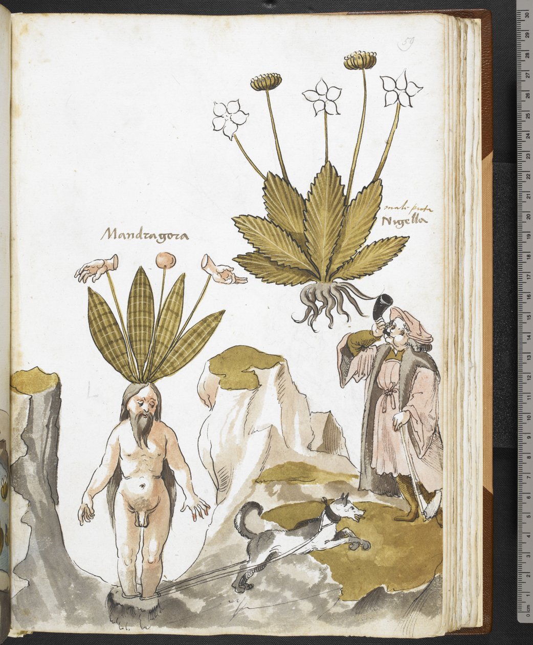 Harley MS 3736 f.59r Mandragora wyciągana przez psa, z „Zioła z traktatami o jedzeniu, truciznach i lekach oraz właściwościach kamieni” Giovanniego Cadamosto (tusz i kolor na welinie) autorstwa School Italian