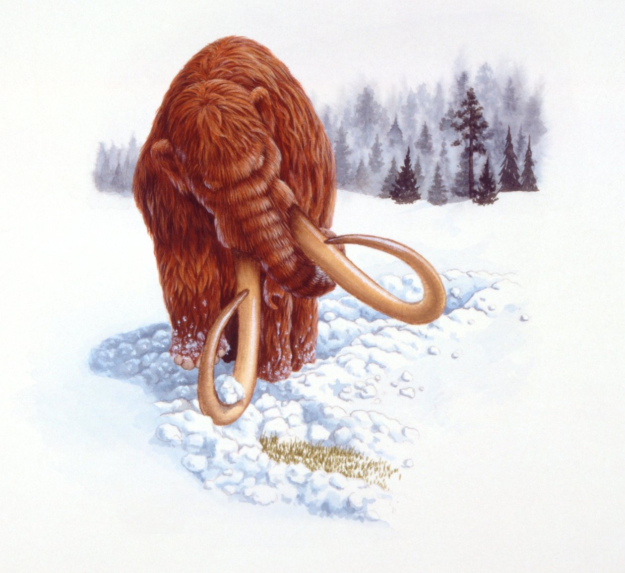 Mamut szukający pokarmu w śniegu, okres pliocenu/plejstocenu (litografia kolorowa) autorstwa School Italian