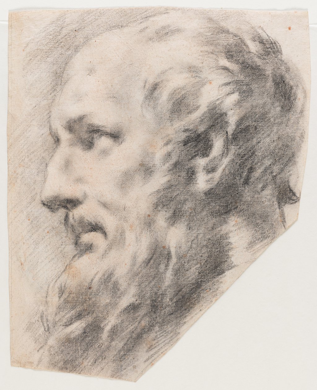 Profil głowy (węgiel na papierze) autorstwa School Italian