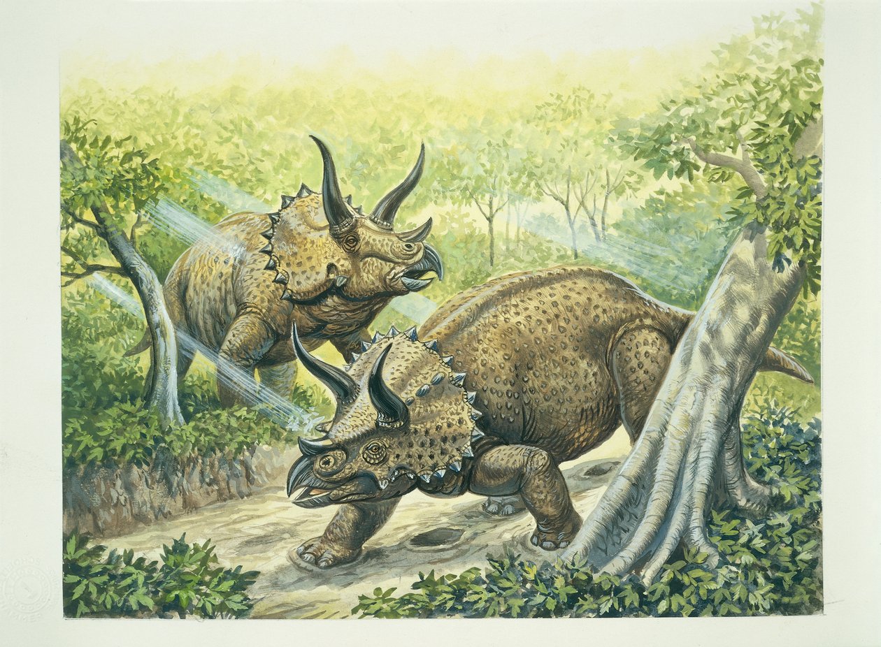 Triceratops horridus, okres kredowy (kolor lito) autorstwa School Italian