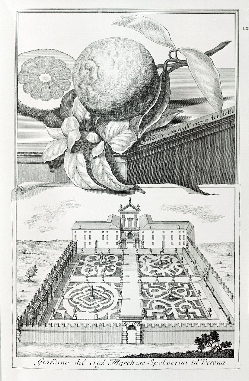 Willa markiza Spolveriniego z Werony, z „Wille, ogrody i krajobrazy w Wenecji” autorstwa A. Volkamera (grafika) autorstwa School Italian