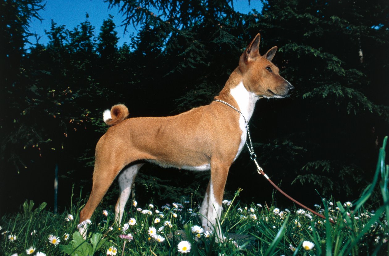 Pies Basenji (zdjęcie) autorstwa R. and Smith Simkin