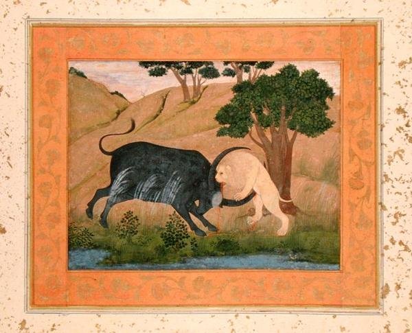 Lew w walce z bawołem wodnym, z dużego albumu Clive autorstwa School Mughal