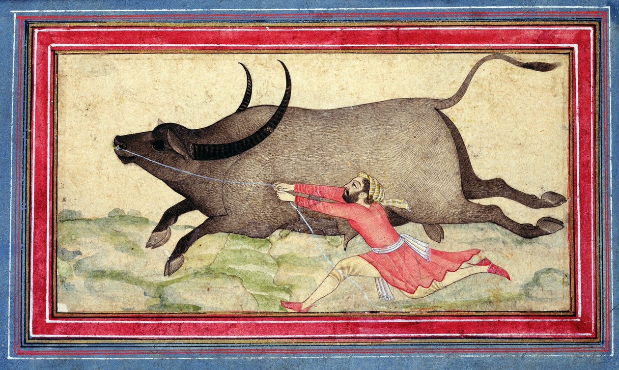 Runaway Buffalo, Johnson Album XIV, nr 11, verso, ok. 1700 (kolorowy rysunek na okładce albumu) autorstwa School Mughal