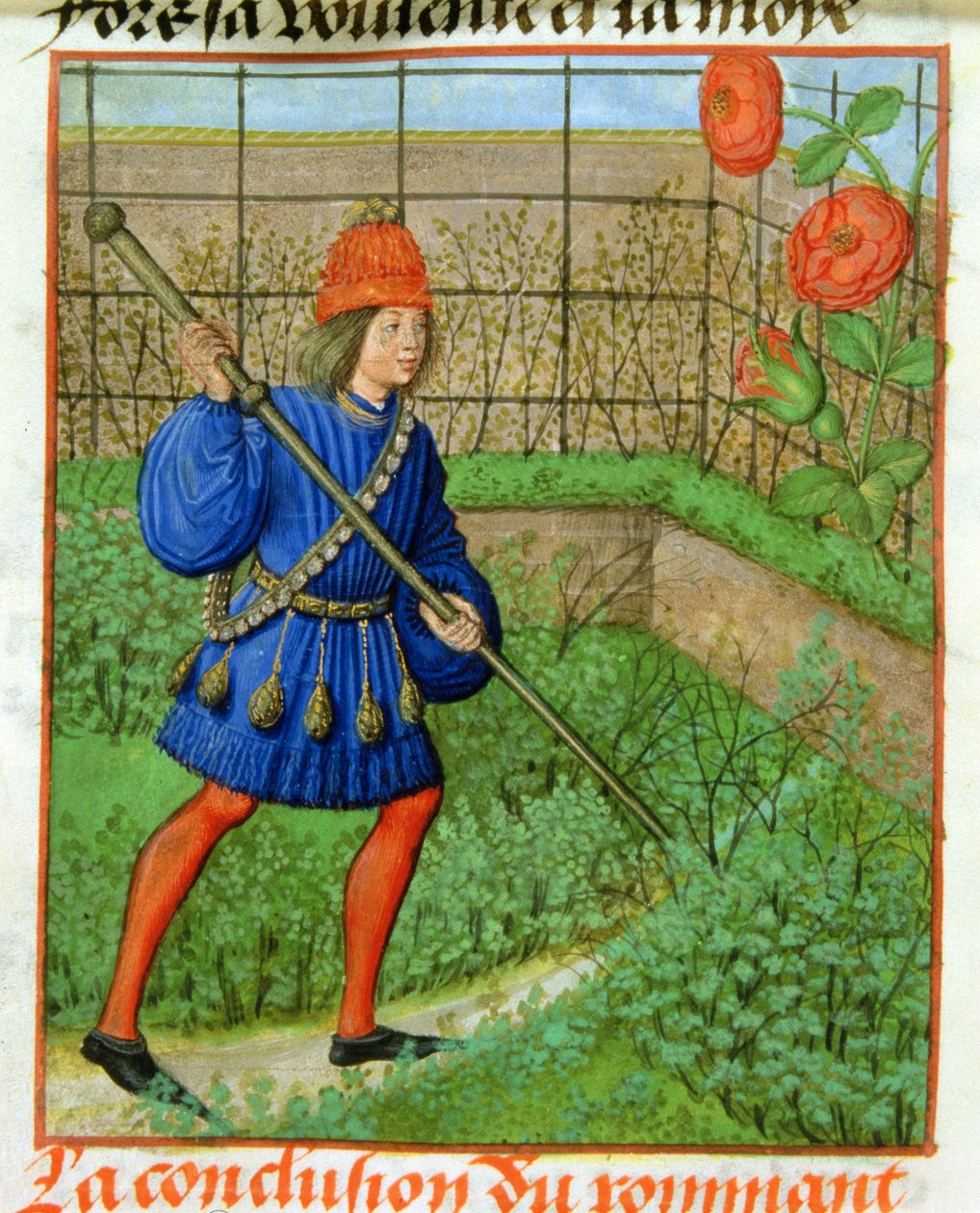 Harl 4425 f.184v Kochanek zdobywa różę, z „Roman de la Rose”, Brugia, ok. 1490-1500 (welum) autorstwa School Netherlandish