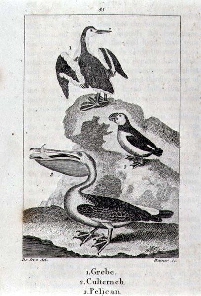 Perkoz, Culterneb i Pelikan z Historii Ziemi i Przyrody Ożywionej, Londyn 1816 (grawerunek z blachy miedzianej) autorstwa School Spanish