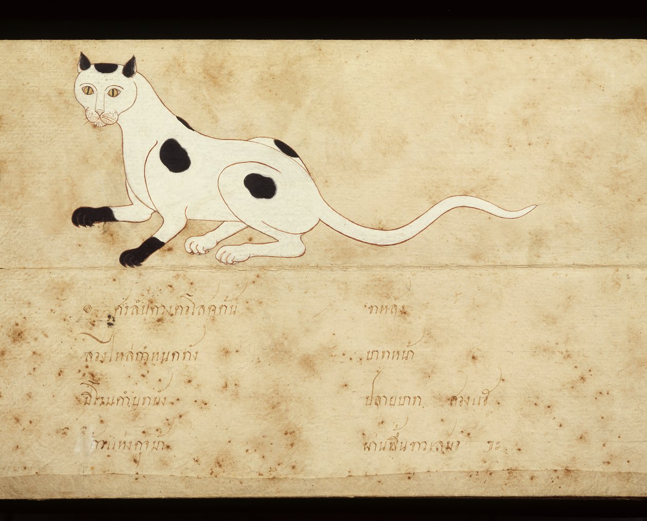 Fragment manuskryptu o kotach syjamskich, początek XX wieku (akwarela na papierze) autorstwa School Thai