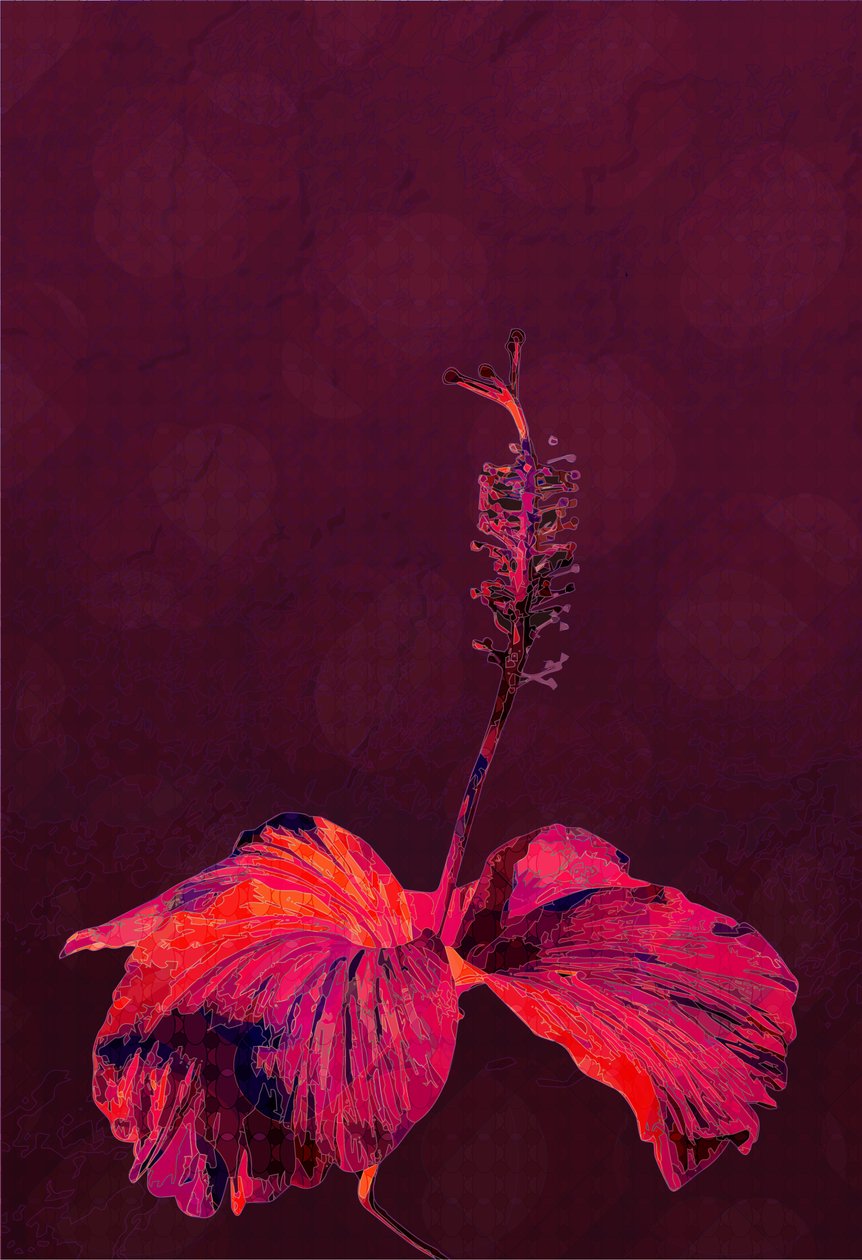 Hibiskus, 2019 autorstwa Scott J. Davis