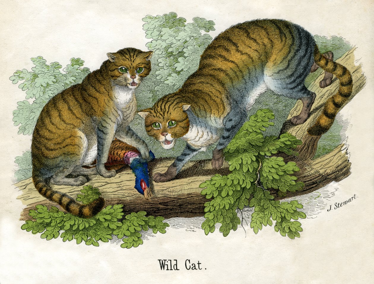 Antyczny druk dwóch Bobcats autorstwa Scottish School