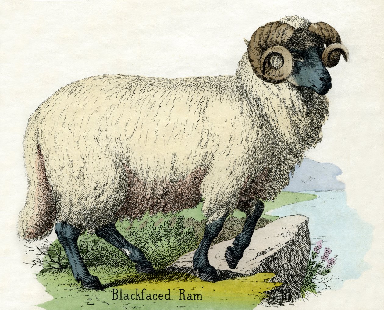 Antyczny nadruk przedstawiający róg Norfolk Ram autorstwa Scottish School