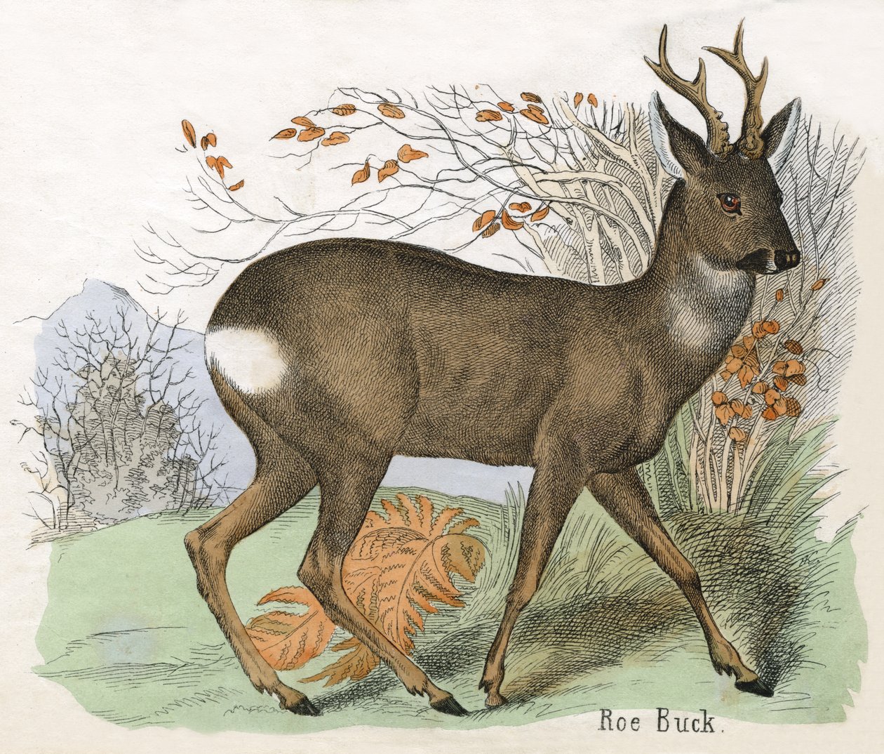 Antyczny nadruk sarny Buck autorstwa Scottish School