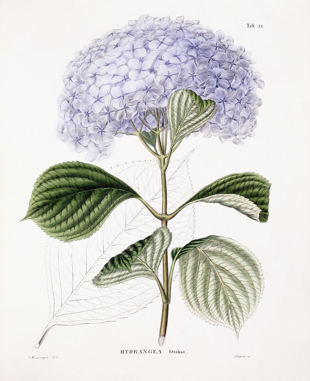 Hortensja Ottaksa, ok. 1835-70 autorstwa Sebastian Minsinger