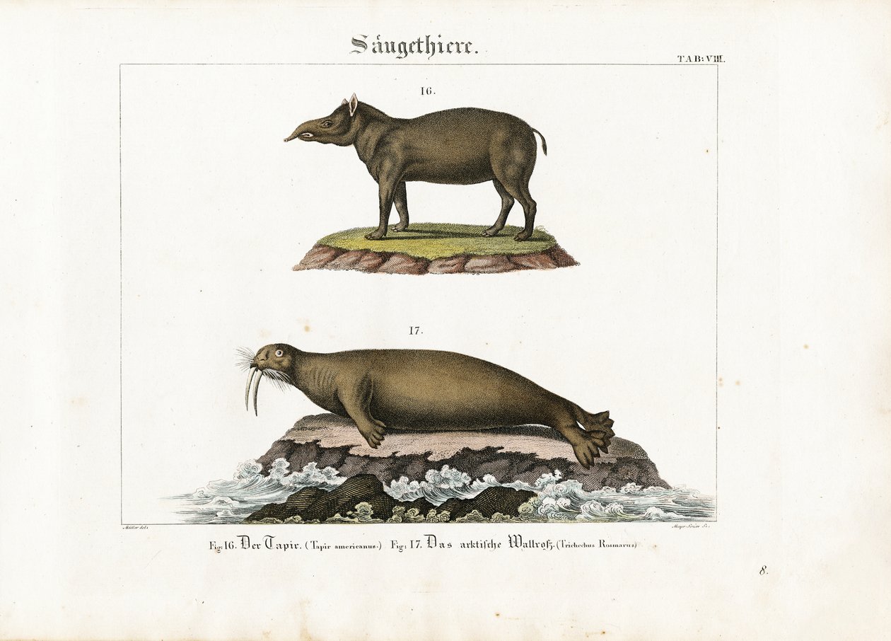 Tapir i mors arktyczny autorstwa Senior Meyer