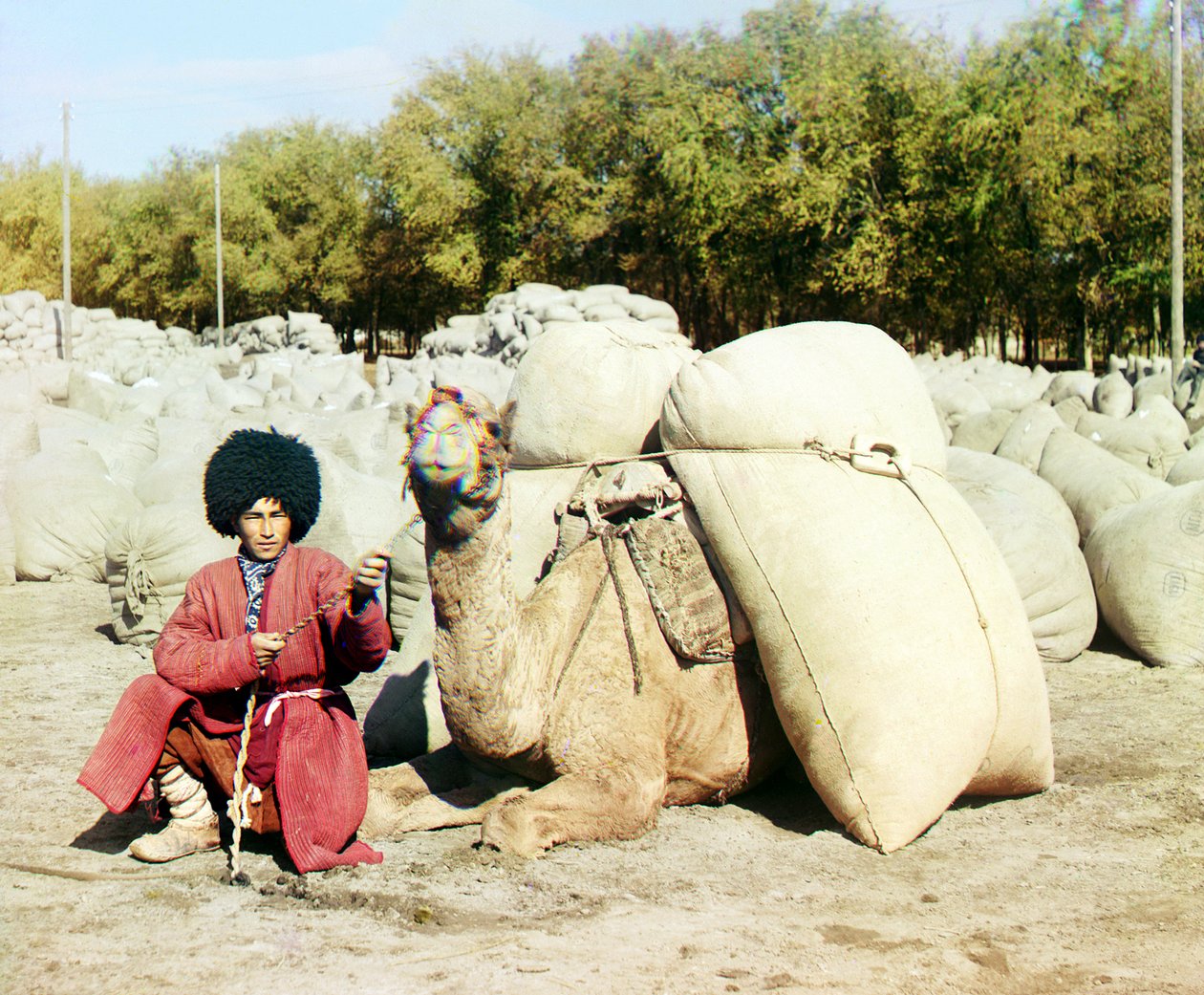 Turkmenista pozuje z wielbłądem załadowanym workami bawełny, Azja Środkowa, Imperium Rosyjskie, między 1905 a 1915 autorstwa Sergey Prokudin Gorsky