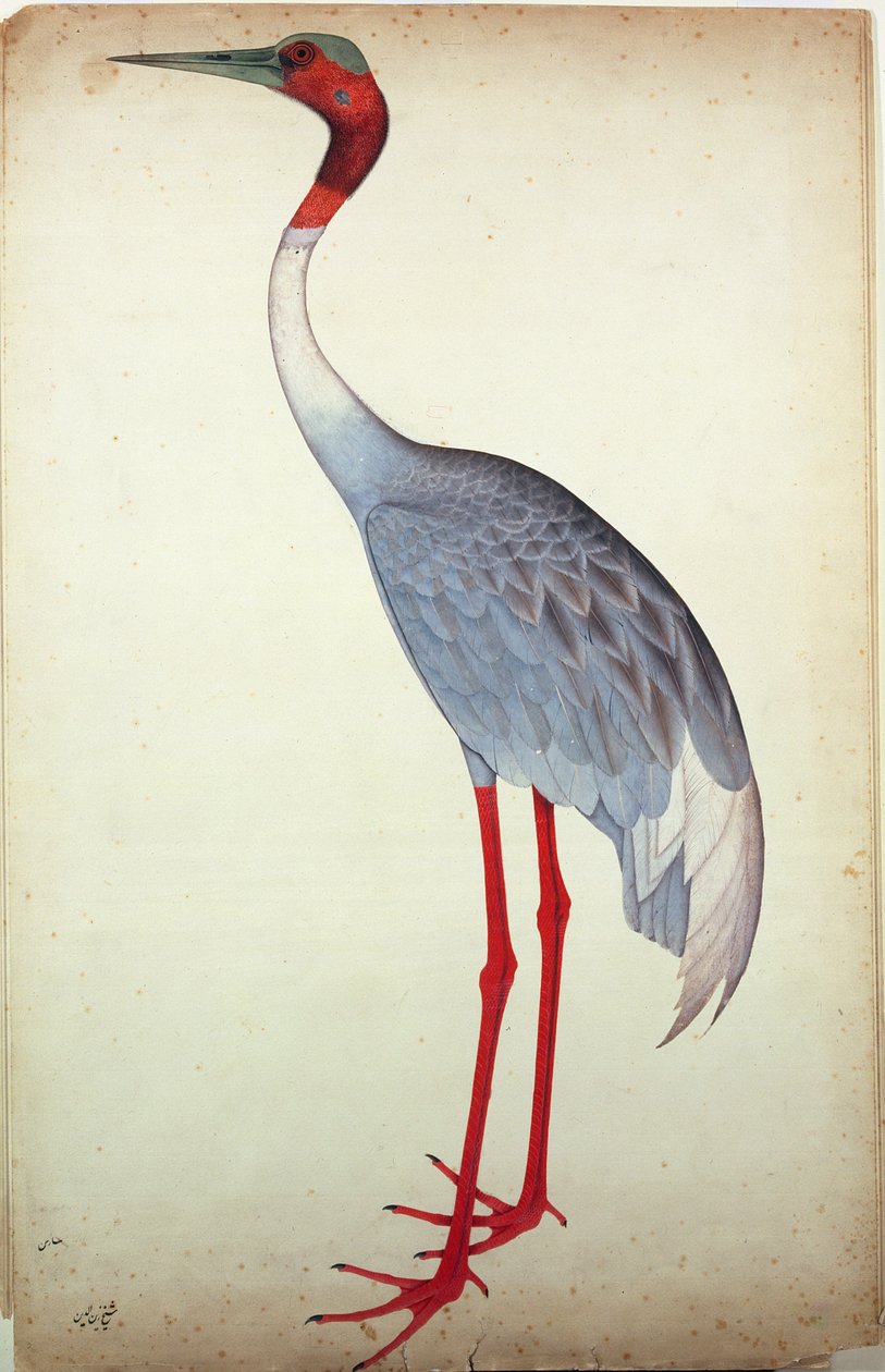 Sarus Crane, namalowany dla Lady Impey w Kalkucie, ok. 1780 autorstwa Shaikh Zain ud Din