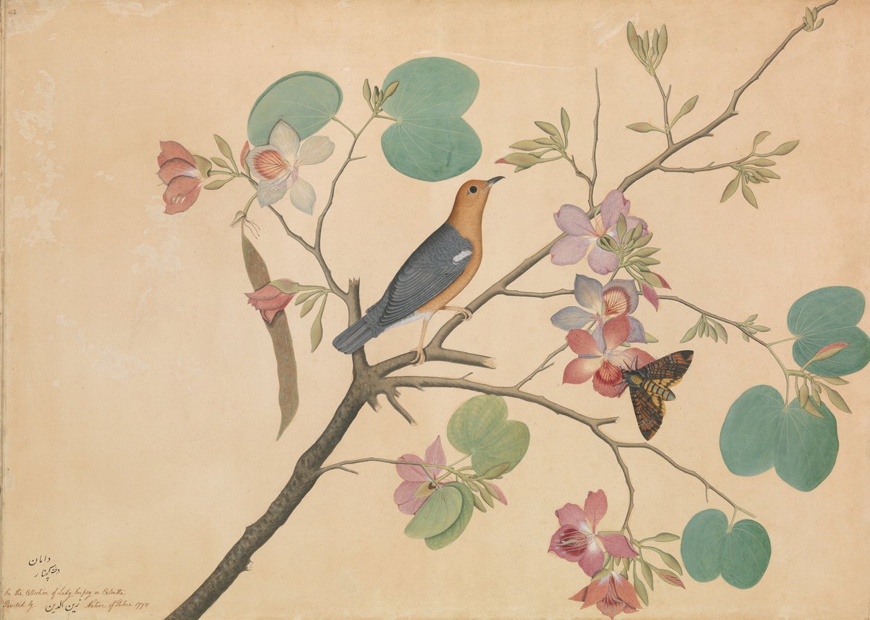 Pomarańczowo-głowy drozd naziemny i ćma śmiercionośna na gałęzi purpurowej hebanowej orchidei, 1778 autorstwa Shaikh Zain ud Din