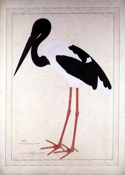 Bocian czarnoszyi, Xenorhynchus Asiaticus, namalowany dla Lady Impey w Kalkucie autorstwa Shaikh Zain ud Din (fl.1777 83)