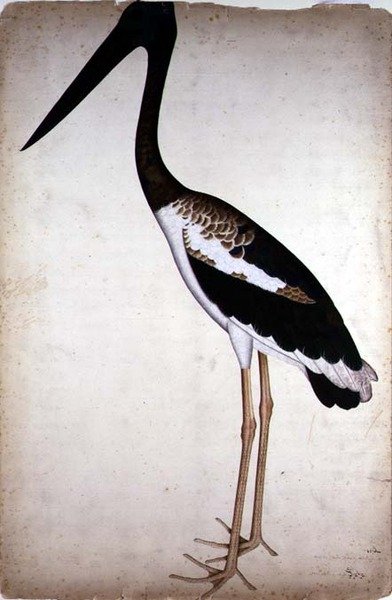 Bocian czarny, Xenorhynchus Asiaticus, namalowany dla Lady Impey w Kalkucie, ok. 1780 (gwasz na papierze) autorstwa Shaikh Zain ud Din (fl.1777 83)