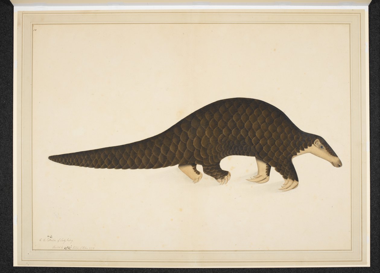 Dodaj śnieg. Lub. 4667, Pangolin lub mrówkojad łuskowaty autorstwa Shaikh Zain ud Din (fl.1777 83)