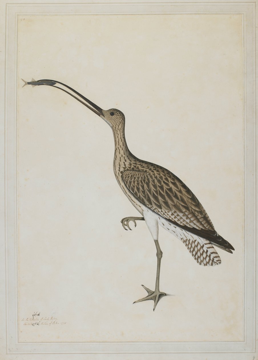 Kulik wschodni pożerający poskoczek mułowy autorstwa Shaikh Zain ud Din (fl.1777 83)