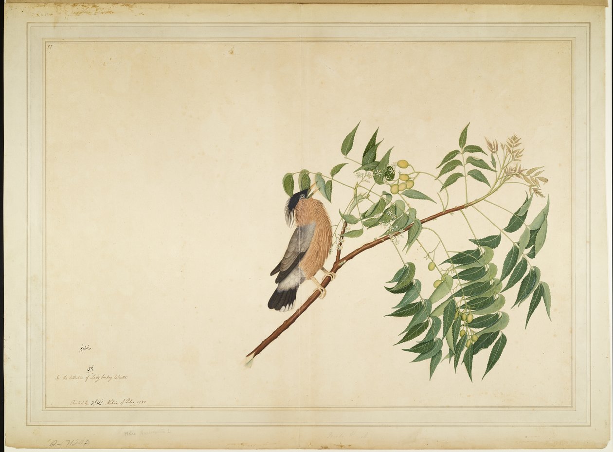 Brahminy Starling na gałęzi Neem Tree, folio z serii na zlecenie Lady Impey, 1780 autorstwa Shaikh Zain ud Din