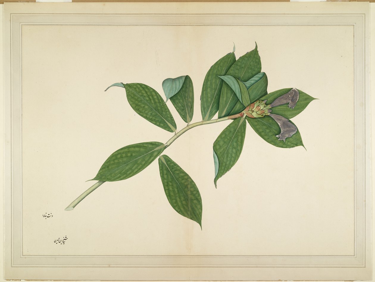 Roślina krepy imbiru, folio z serii zamówionej przez Lady Impey, ok. 1780 autorstwa Shaikh Zain ud Din