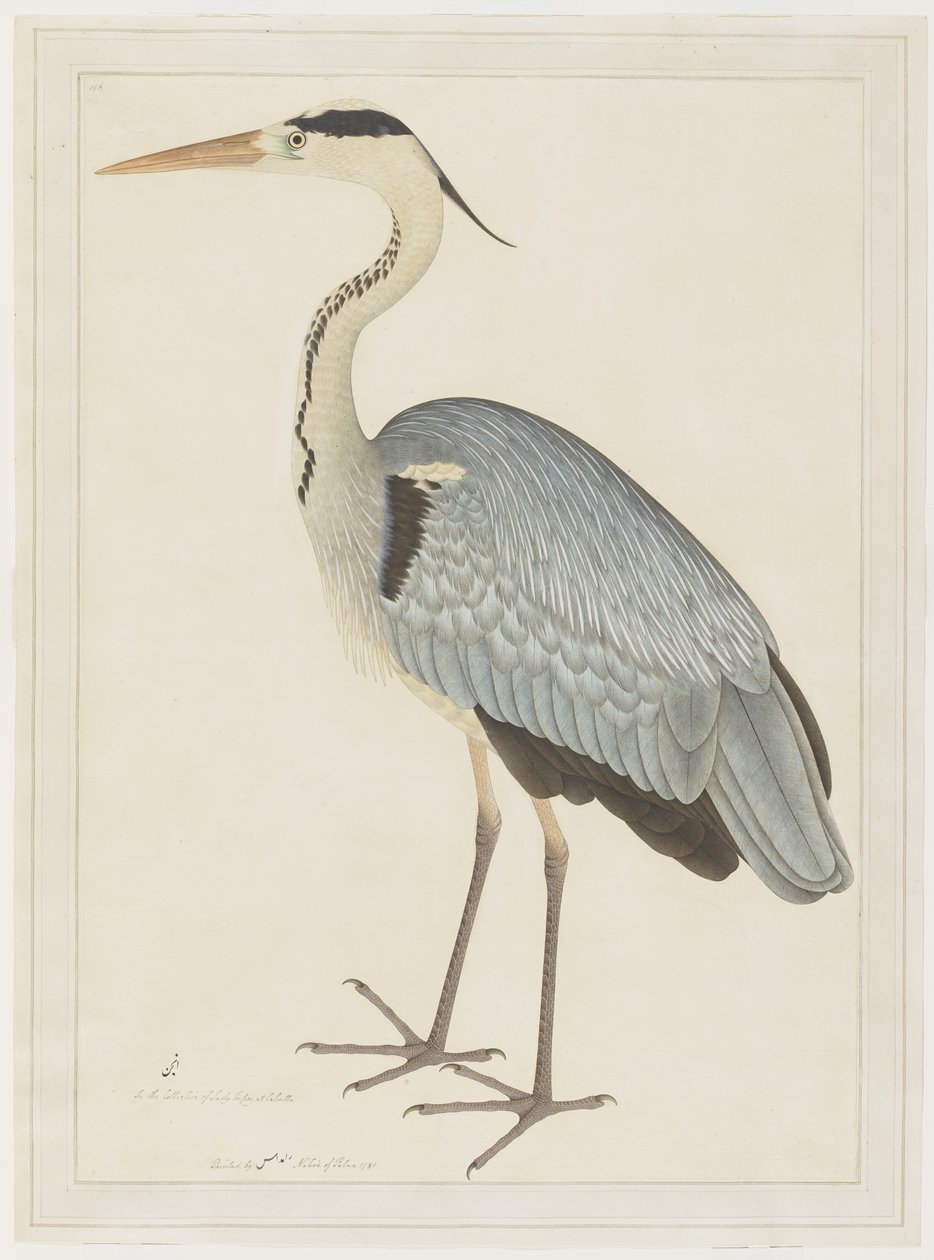 Czapla szara, folio z serii zamówionej przez Lady Impey, ok. 1780-82 autorstwa Shaikh Zain ud Din