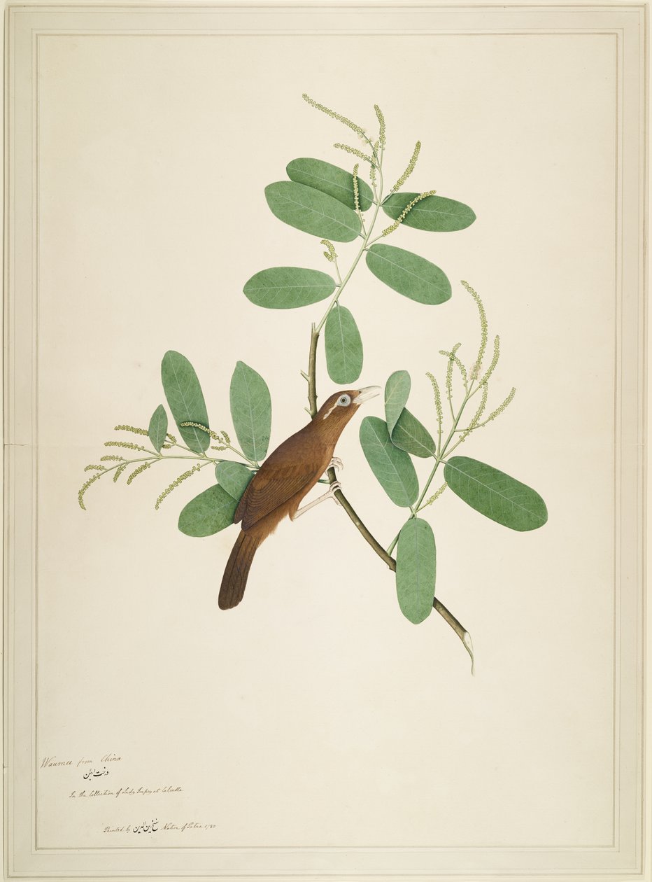 Hwamei na oddziale Terminalia, folio z serii na zlecenie Lady Impey, 1780 autorstwa Shaikh Zain ud Din