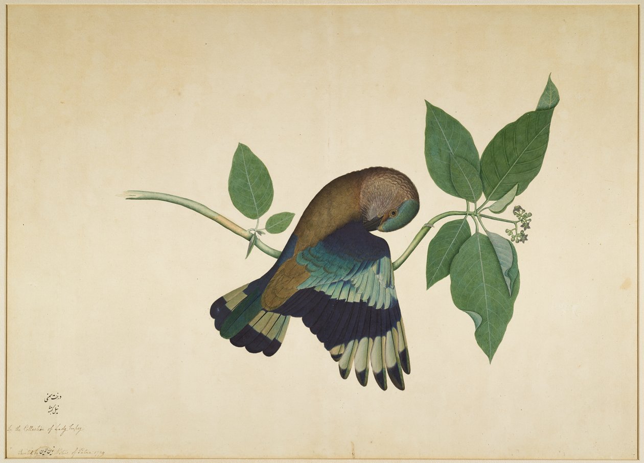 Indian Roller na gałęzi drzewa sandałowego, folio z serii na zlecenie Lady Impey, 1779 autorstwa Shaikh Zain ud Din