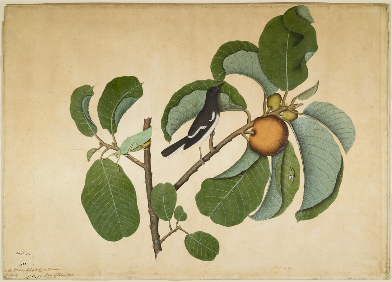 Orientalna sroka Robin z Katydid i Leaf Hopper na Monkey Jack Branch, folio z serii na zlecenie Lady Impey, 1778 autorstwa Shaikh Zain ud Din