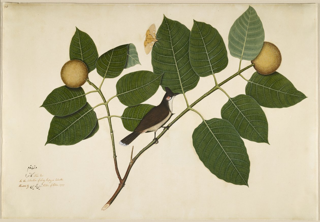 Czerwona wąsaty Bulbul i Aganais Ficus Moth na gałęzi Kadamba, folio z serii na zlecenie Lady Impey, 1777 autorstwa Shaikh Zain ud Din