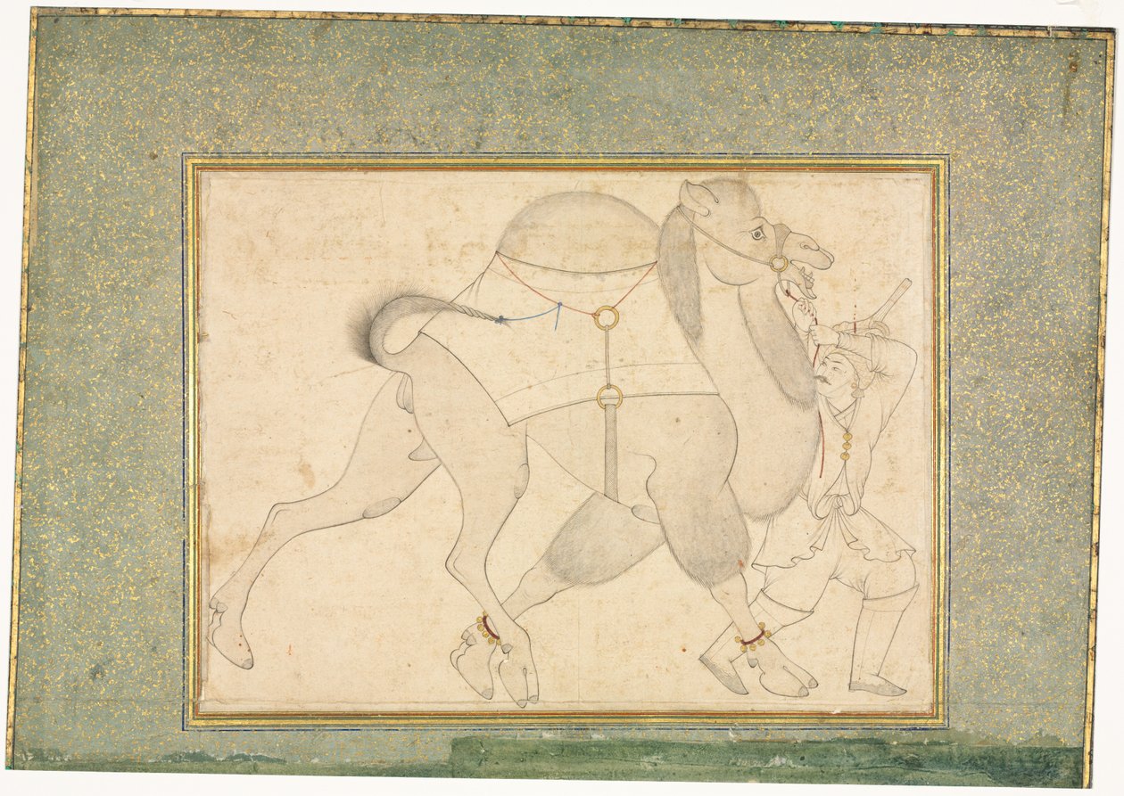 Wielbłąd i oczyszczenie, ilustracja na jednej stronie, c. 1545-1576. autorstwa Shaykh Muhammad