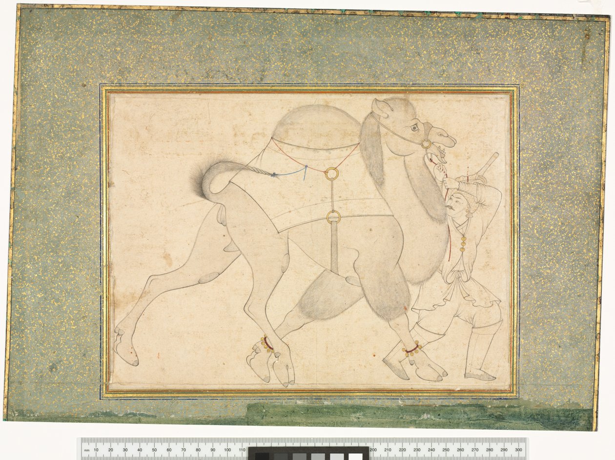 Wielbłąd i Pan Młody, ok.1545-76 autorstwa Shaykh Muhammad