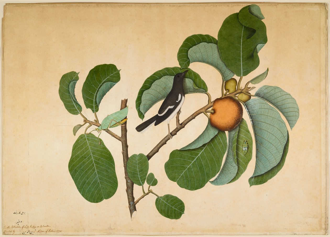 Orientalna sroka Robin z Katydid i Hopper Leaf na gałęzi Monkey Jack autorstwa Sheikh Zain ud Din