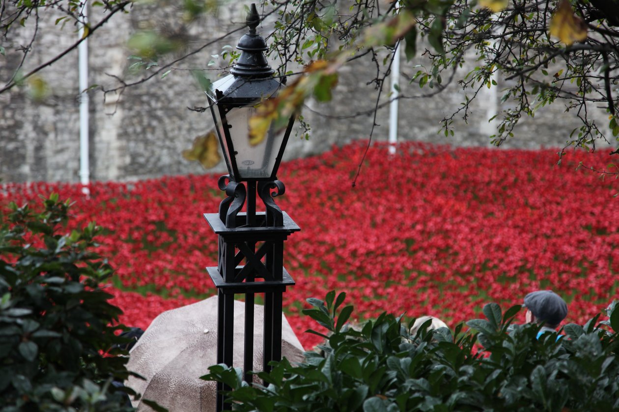 Krwawe ziemie i morza czerwieni, Tower of London, 2014. autorstwa Sheldon Marshall