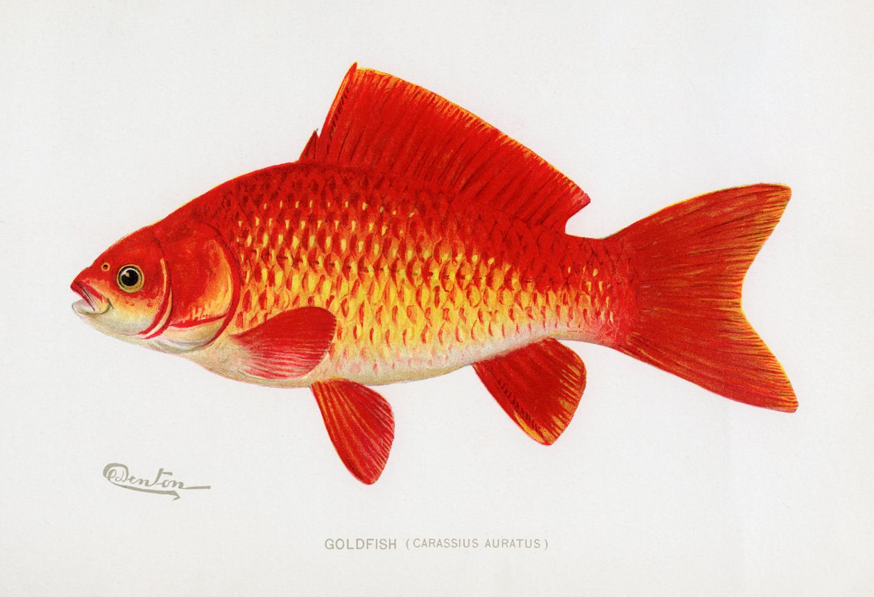 Złota rybka (Carassius auratus) autorstwa Sherman Foote Denton
