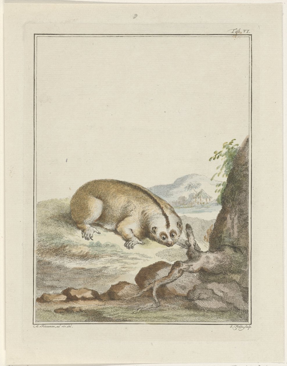Leniwiec autorstwa Simon Fokke