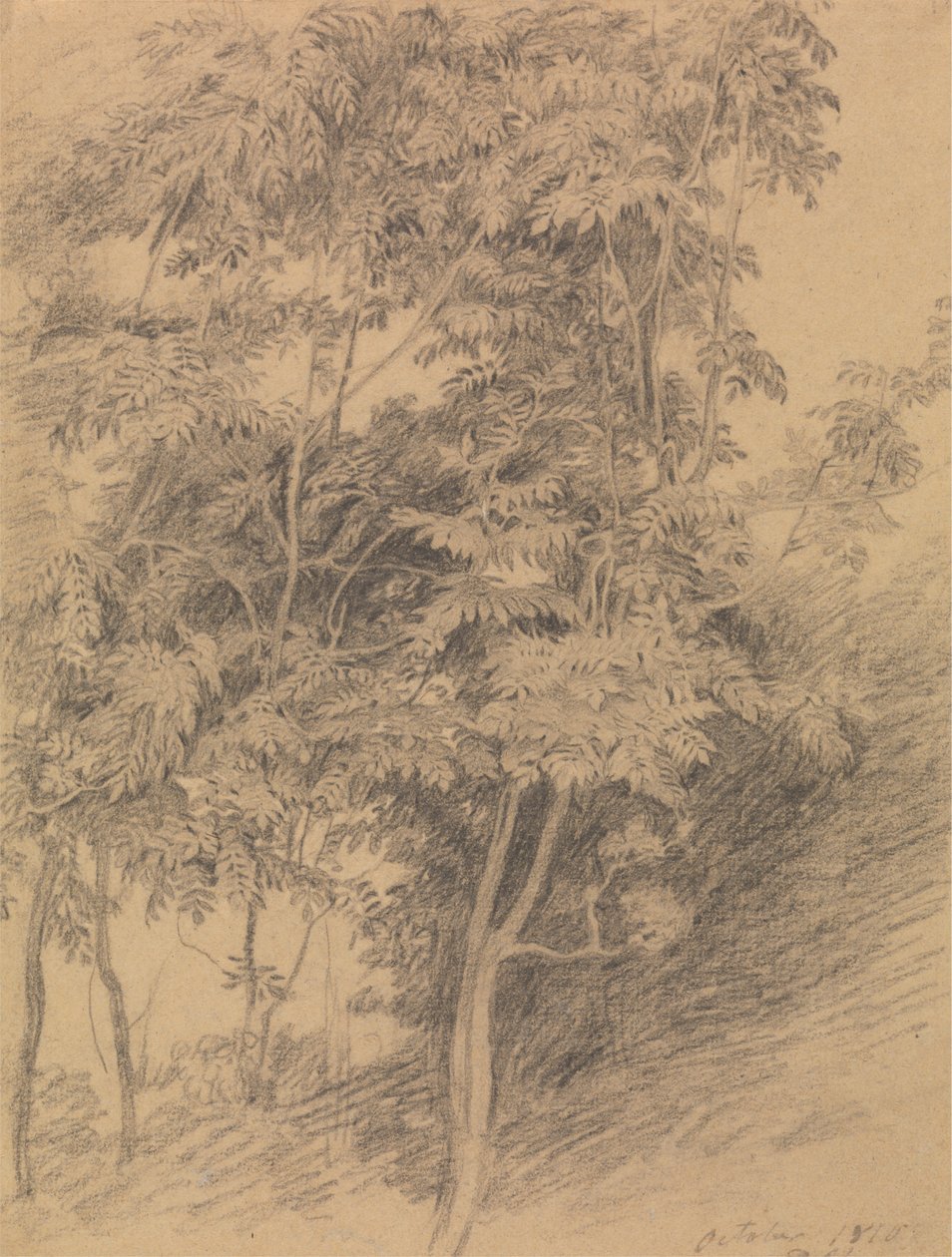 Studium drzewa autorstwa Sir David Wilkie