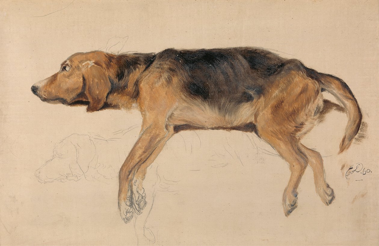 Studium leżącego psa autorstwa Sir Edwin Henry Landseer