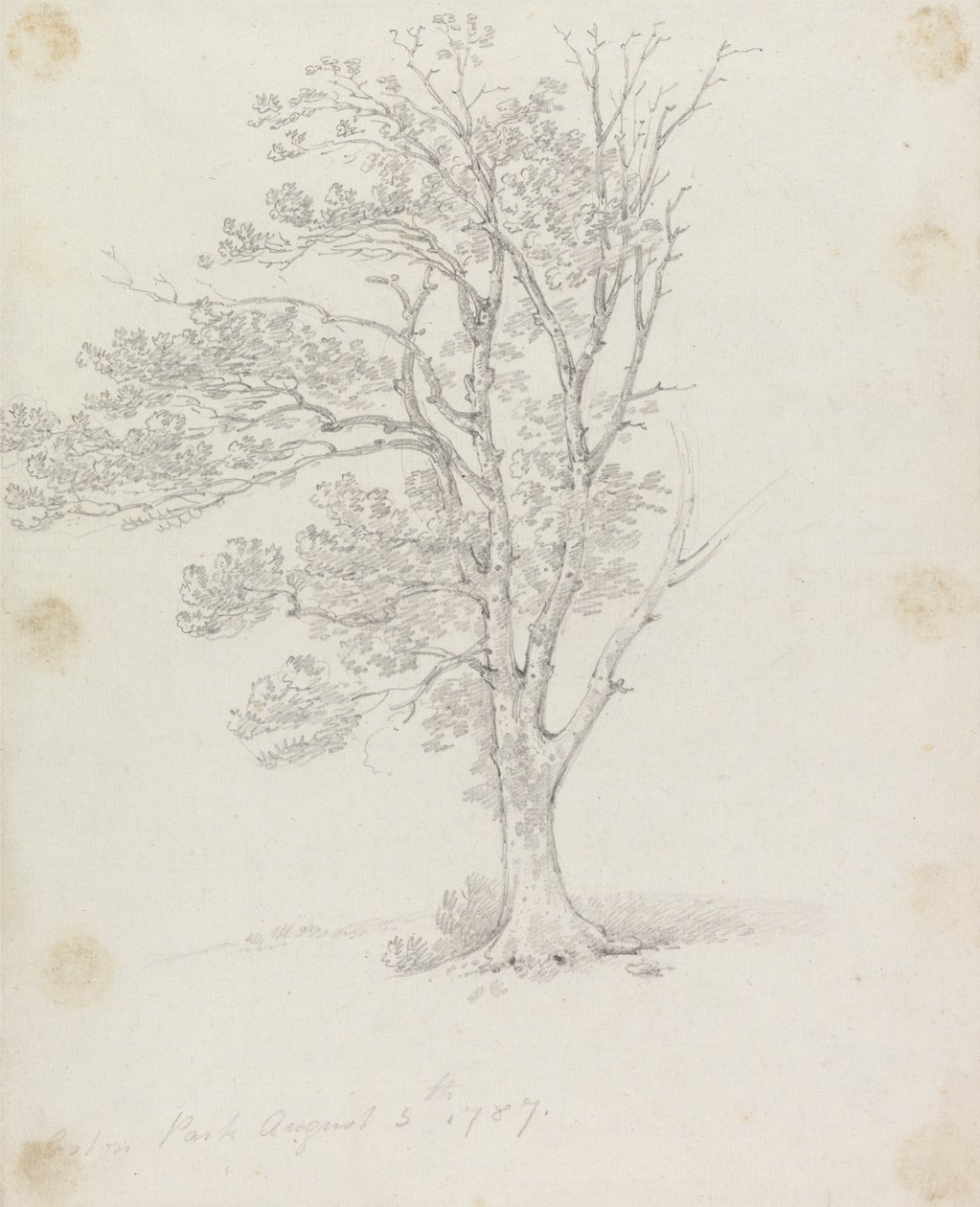 Drzewo w Easton Park autorstwa Sir George Howland Beaumont seventh Baronet