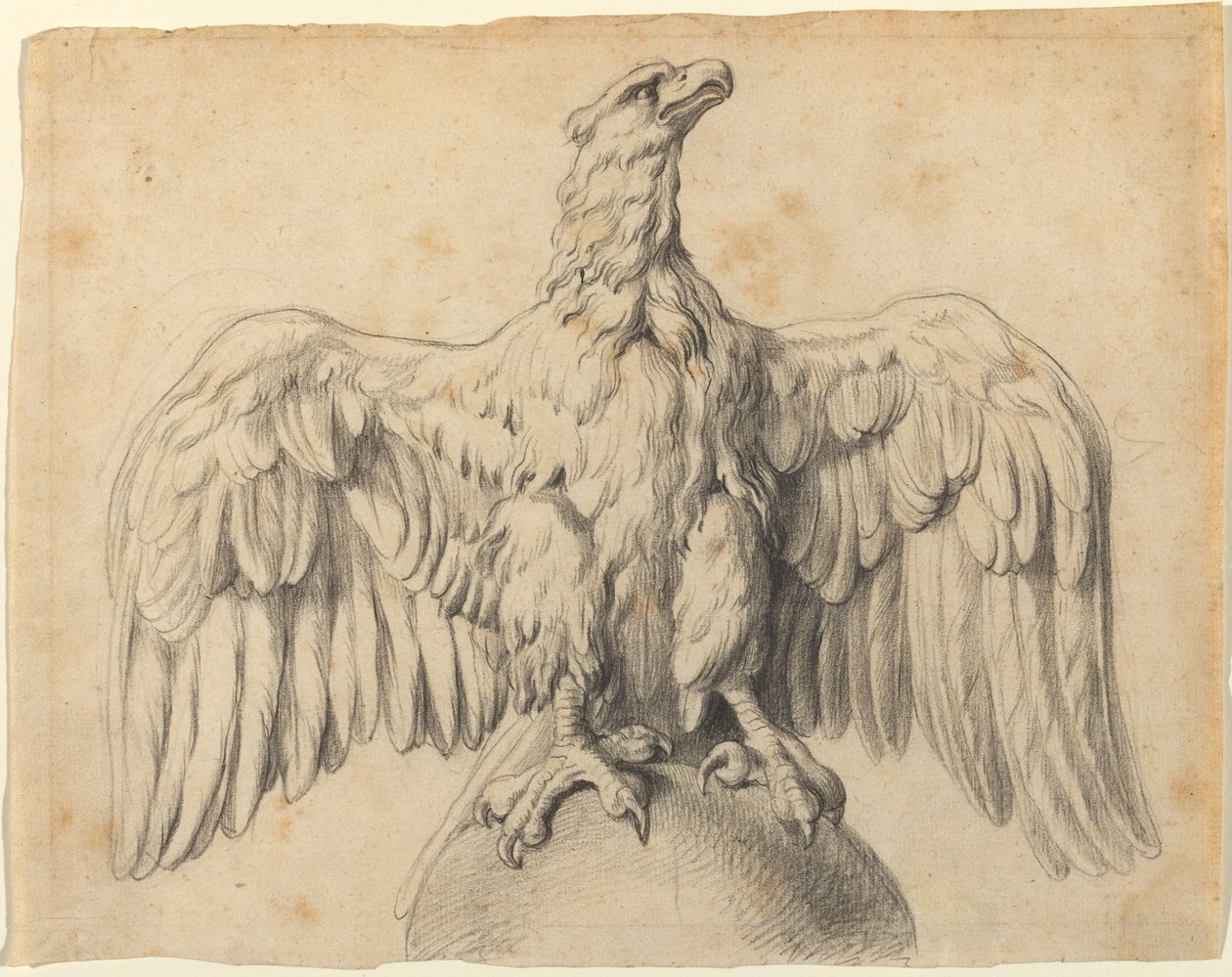 Orzeł Kapitoliński autorstwa Sir Peter Paul Rubens