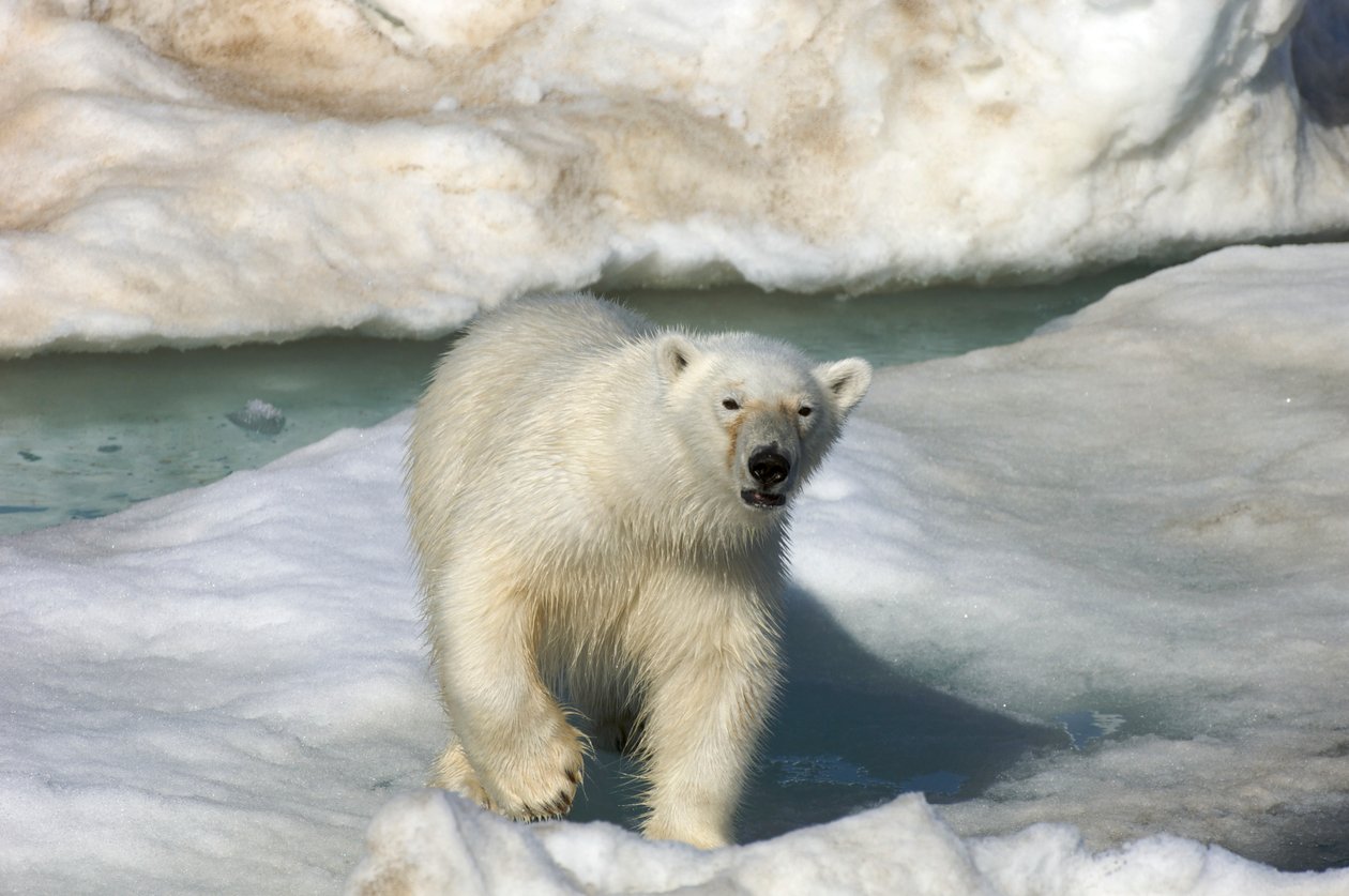 Niedźwiedź polarny (Ursus maritimus) spacerujący po krze lodowej, Wyspy Svalbard, Norwegia, 2022 r. (zdjęcie ilustracyjne) autorstwa Sisse Brimberg