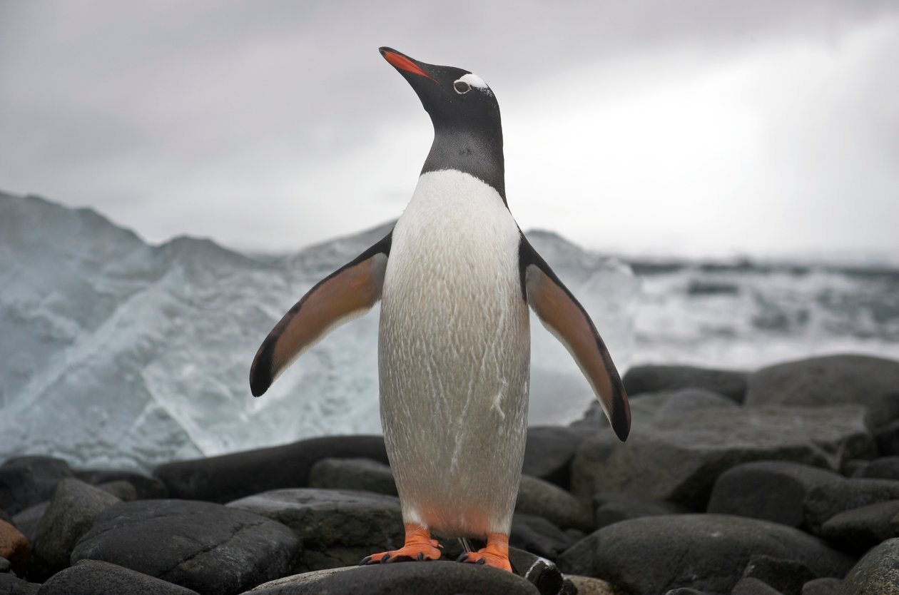 Portret pingwina gentoo, Pygoscelis papua. Antarktyda, 2022 r. (zdjęcie) autorstwa Sisse Brimberg